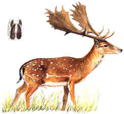 Fallow-deer