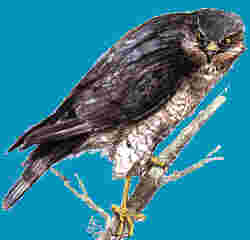 The Sparrow-hawk