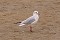 27.9.2005 - Bibione